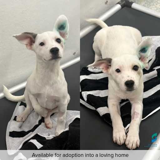 Photo of dog with ID of : D260114.