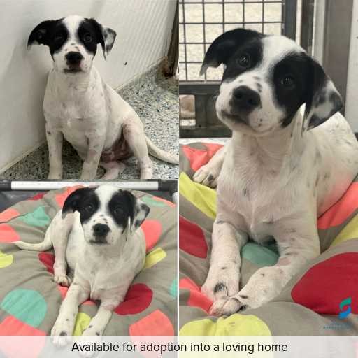 Photo of dog with ID of : D260115.