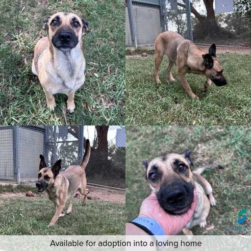 Photo of dog with ID of : D260119.