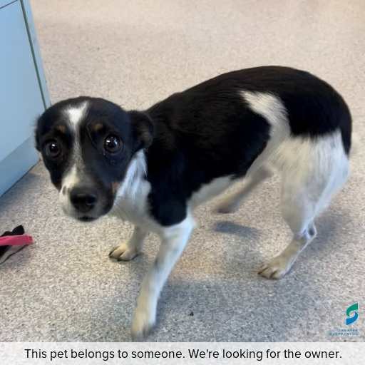 Photo of dog with ID of : D260134.