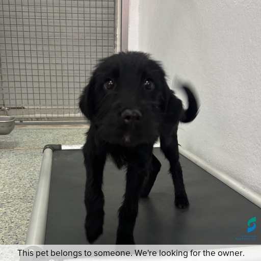 Photo of dog with ID of : D260146.