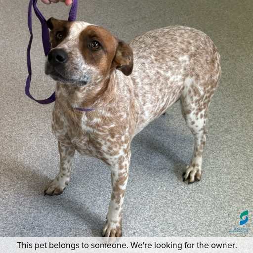 Photo of dog with ID of : D260153.