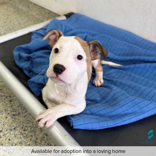 Photo of dog with ID of : D260178.