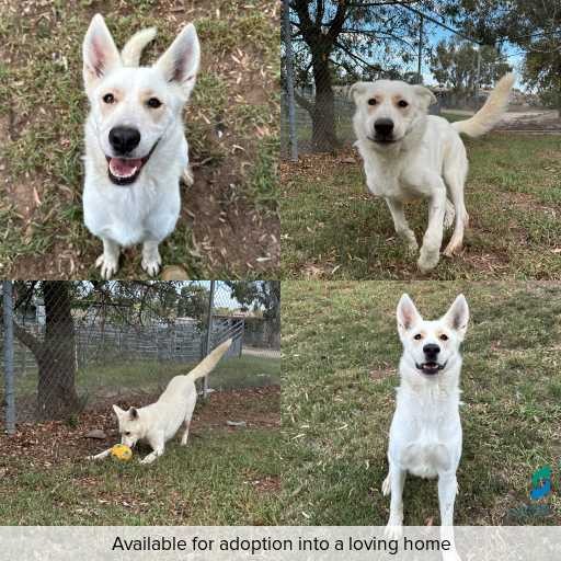 Photo of dog with ID of : D260189.