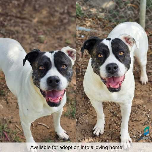 Photo of dog with ID of : D260191.