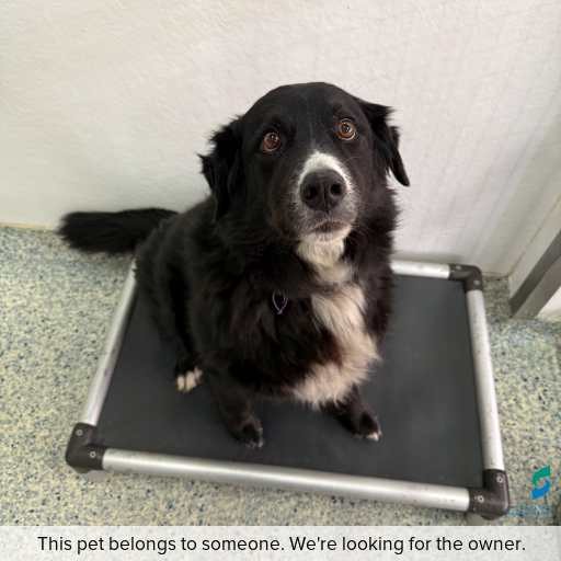 Photo of dog with ID of : D260198.