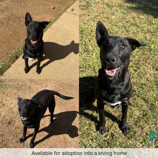 Photo of dog with ID of : D260226.