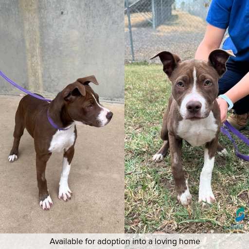 Photo of dog with ID of : D260247.