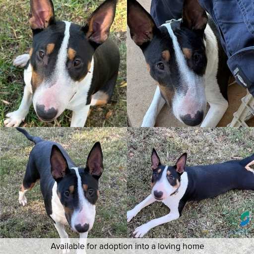 Photo of dog with ID of : D260251.