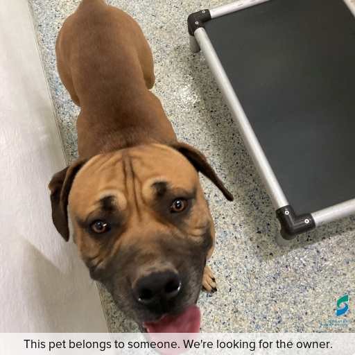 Photo of dog with ID of : D260275.