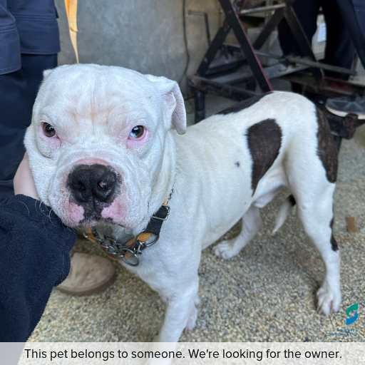 Photo of dog with ID of : D260278.