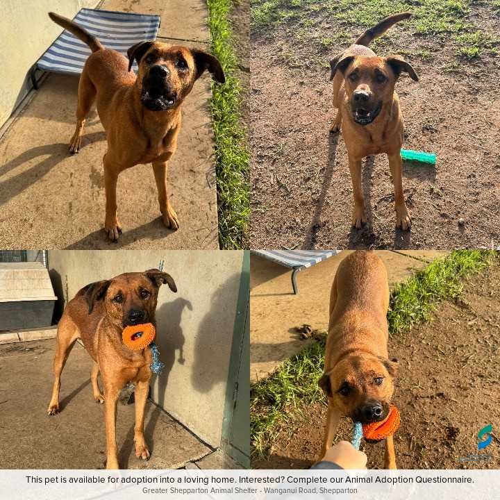D260285 Scooby1