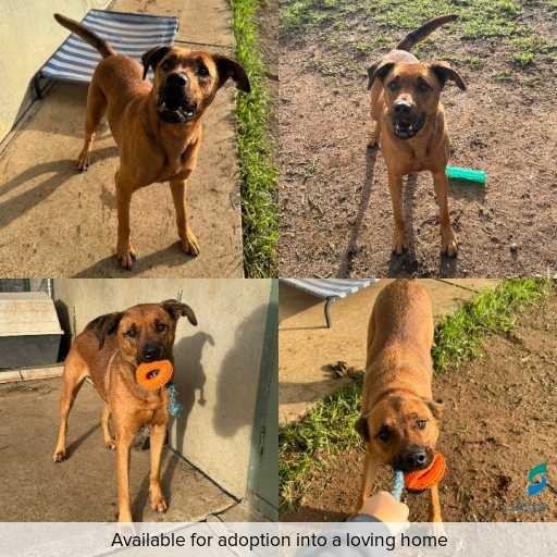 Photo of dog with ID of : D260285.
