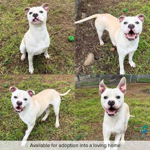 Photo of dog with ID of : D260289.