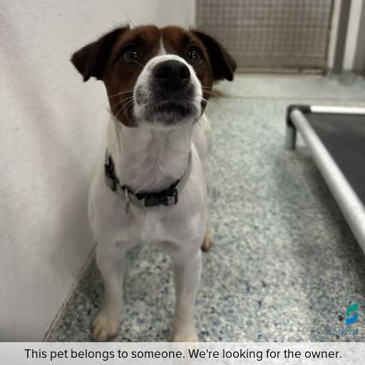 Photo of dog with ID of : D260294.