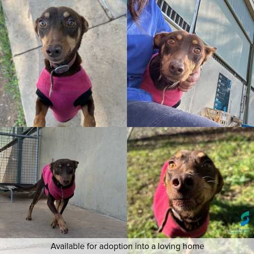 Photo of dog with ID of : D260316.