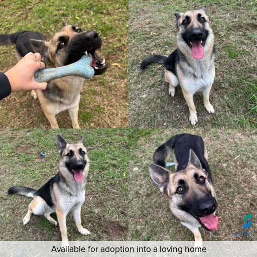 Photo of dog with ID of : D260329.