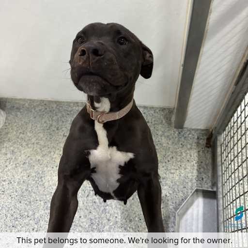 Photo of dog with ID of : D260342.