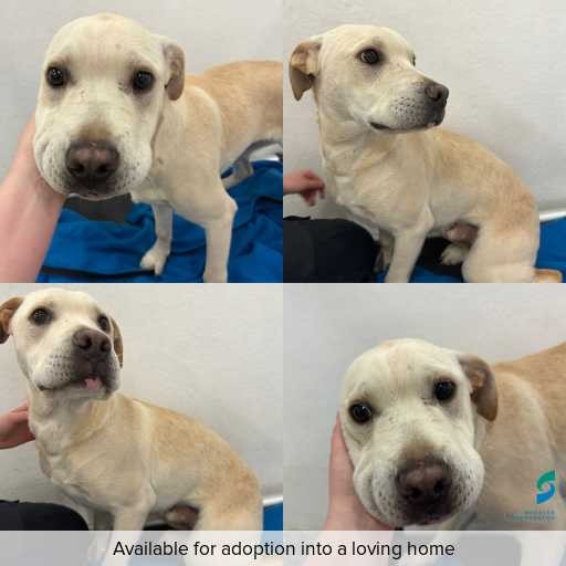 Photo of dog with ID of : D260344.
