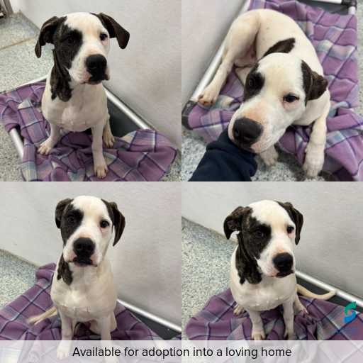 Photo of dog with ID of : D260346.