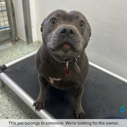 Photo of dog with ID of : D260350.