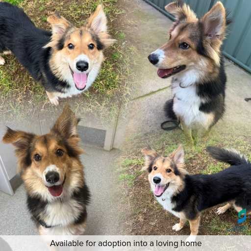 Photo of dog with ID of : D260351.