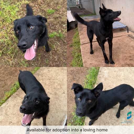 Photo of dog with ID of : D260380.