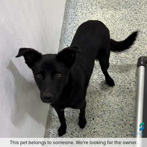 Photo of dog with ID of : D260380.