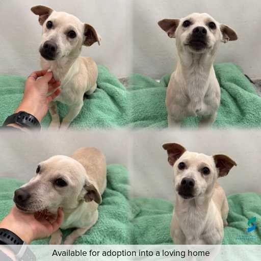 Photo of dog with ID of : D260386.