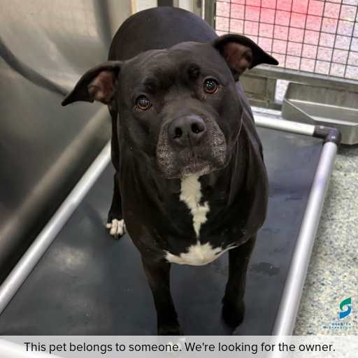 Photo of dog with ID of : D260402.