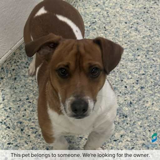 Photo of dog with ID of : D260407.