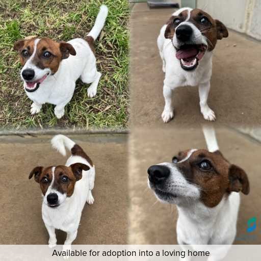 Photo of dog with ID of : D260441.