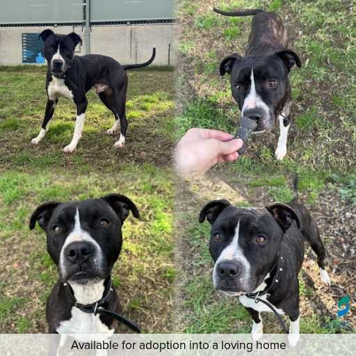 Photo of dog with ID of : D260455.