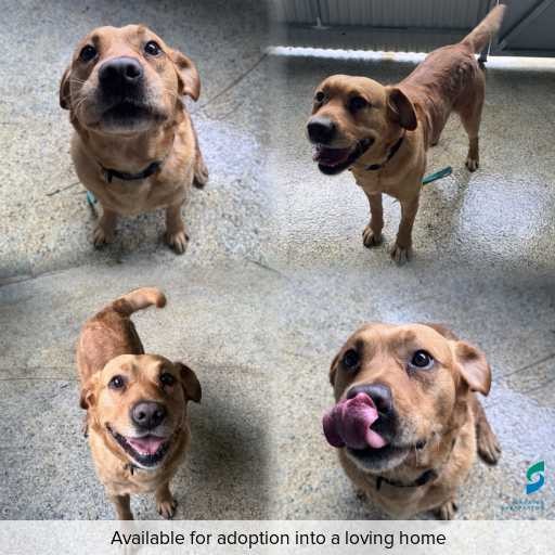 Photo of dog with ID of : D260471.