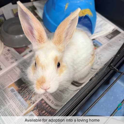 Photo of other with ID of : L910.