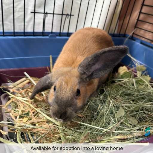 Photo of other with ID of : L911.