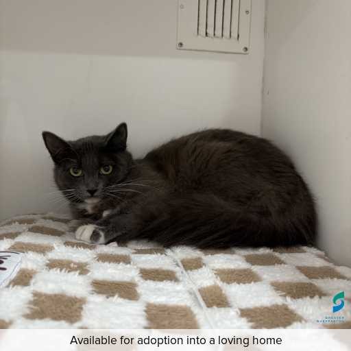 Photo of cat with ID of : C250929.