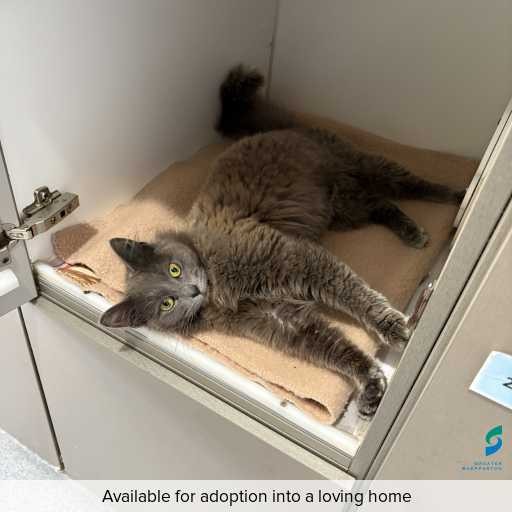 Photo of cat with ID of : C250951.