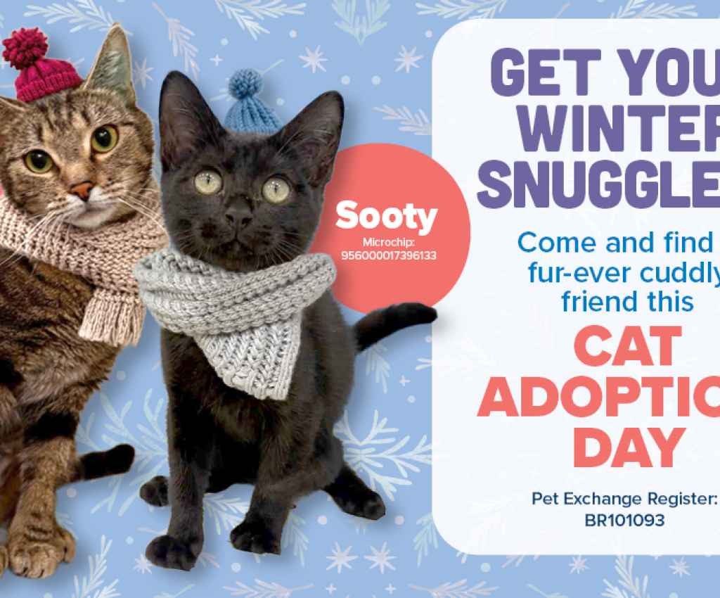 Cover image for event - Cat Adoption Day - Shepparton Animal Shelter