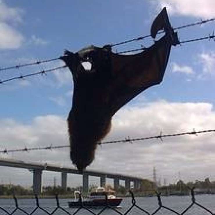 Grey-headed flying fox