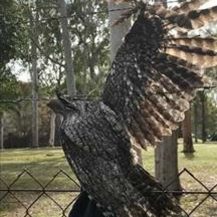 Tawny Frogmouth