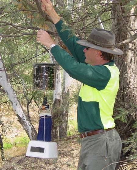 Adult mosquito trapping.