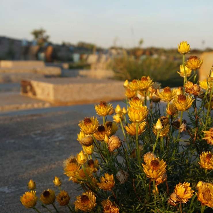 Xerochrysum Sticky Paper Daisy