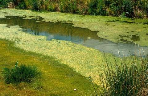 Bluegreen algae in irrigation drain
