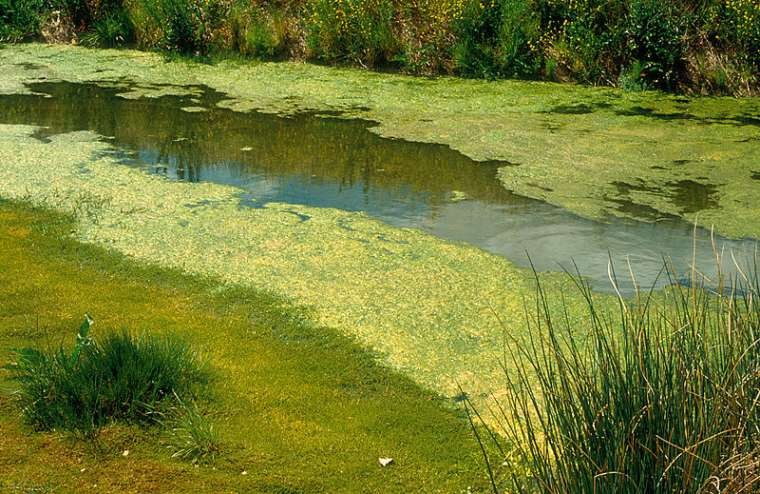 Bluegreen algae in irrigation drain