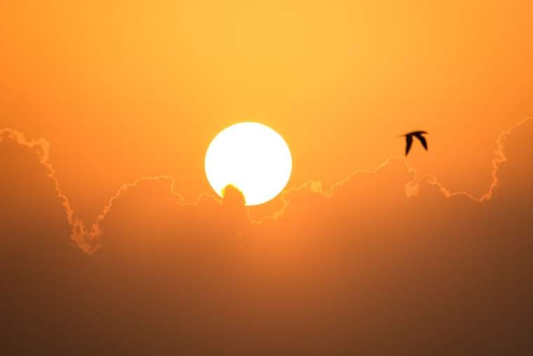 Orange sunset with bird flying past the sun.