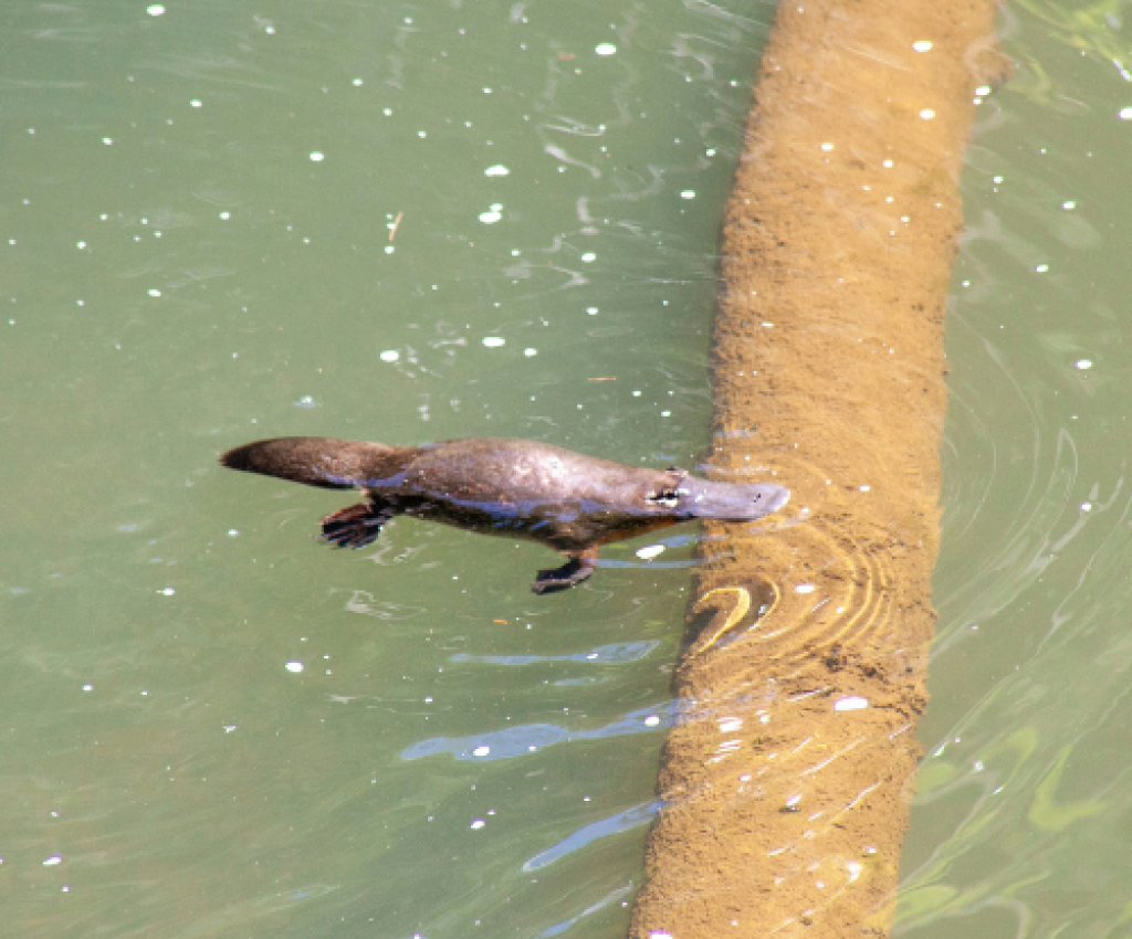Cover image for event - Platy-Picnic along the Broken River
