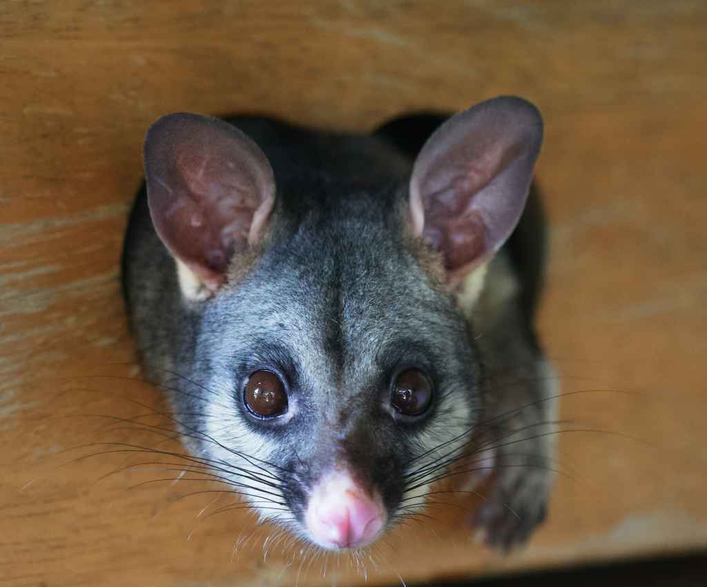 Cover image for event - Native Wildlife Rescue with Bohollow Wildlife Shelter