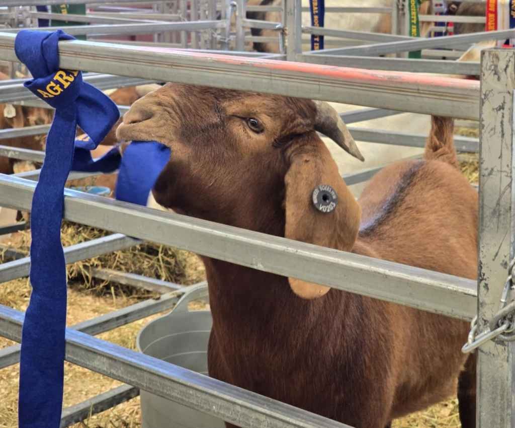 Cover image for event - 149th Annual Shepparton Show