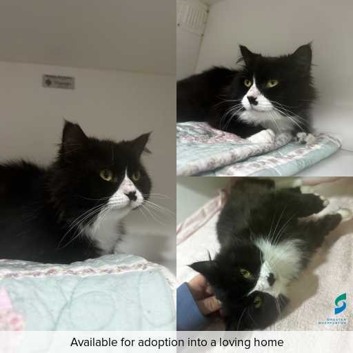 Photo of cat with ID of : C250912.